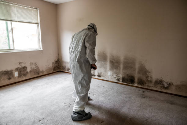 Best Health and Safety Mold Remediation in Rushville, IN